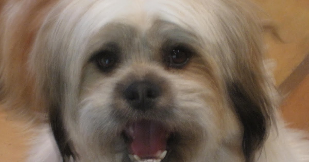 discarded gizmo