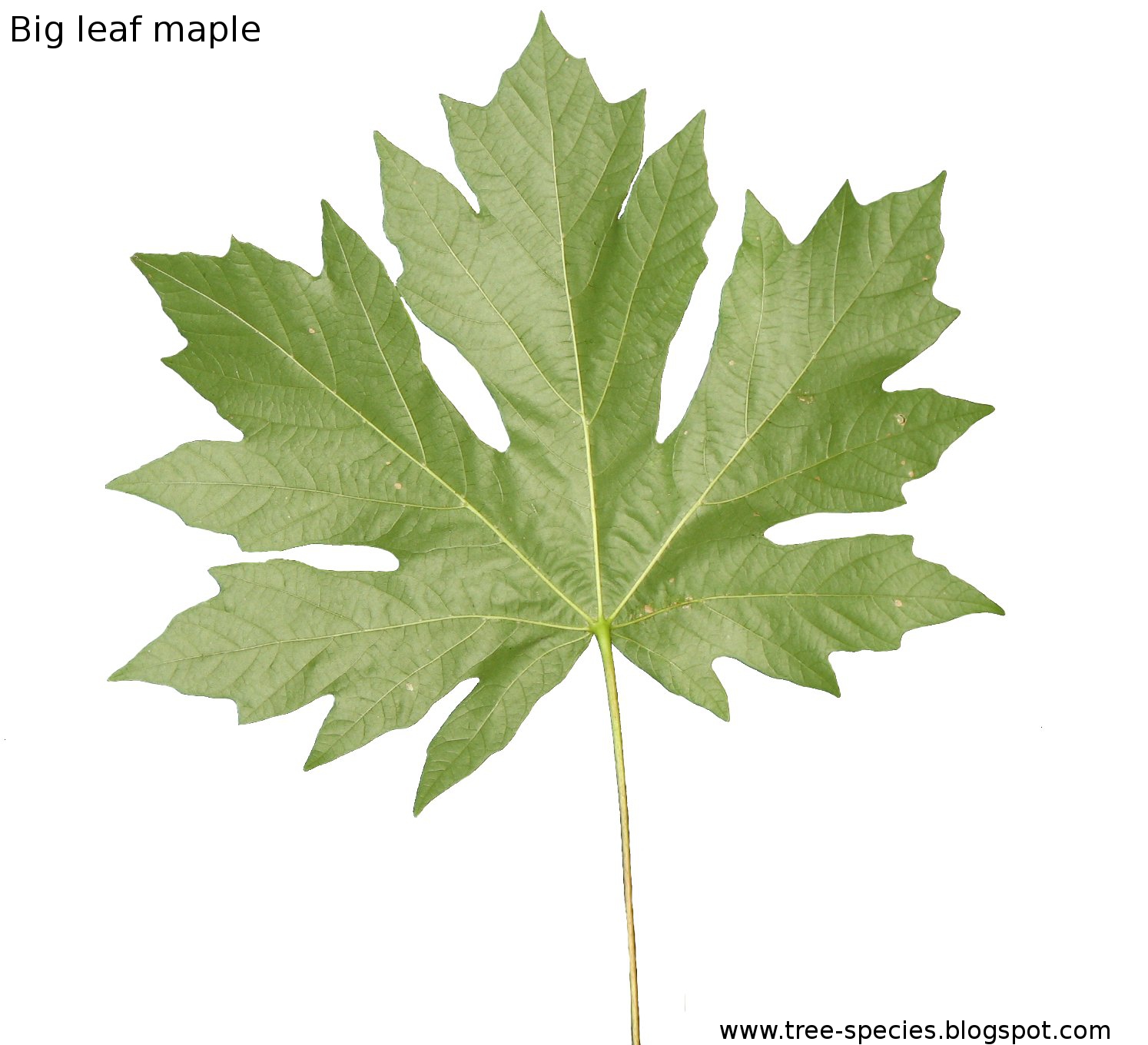 Leaf Maple