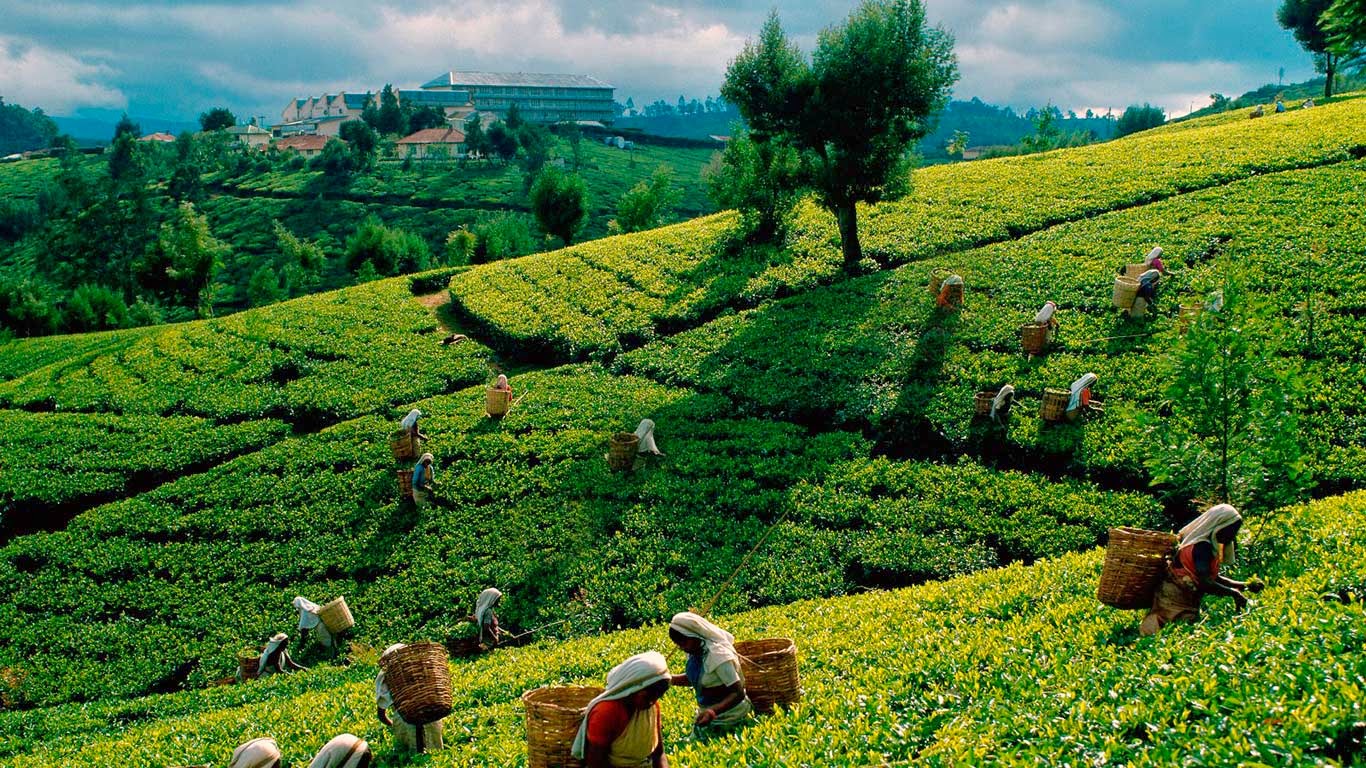 Ideas in Action Digital Tab 23. TEA CULTIVATION IS SRI LANKA