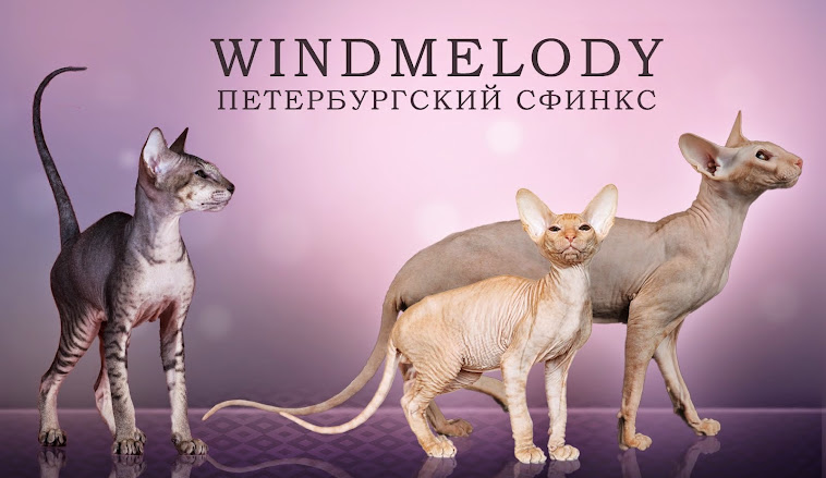 WINDMELODY cattery