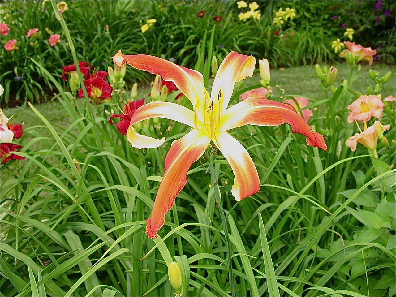 Growing Hydrangeas In Pots