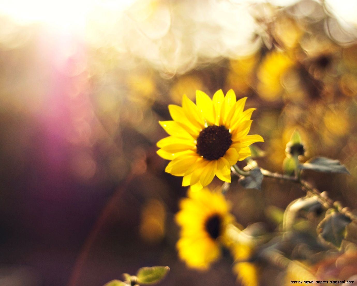 Flower Photography fine art photography yellow by libertadleal Flower Photography fine art photography yellow by libertadleal