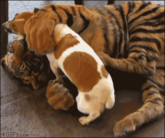 Amazing Creatures: Dog and tiger cub (gif)