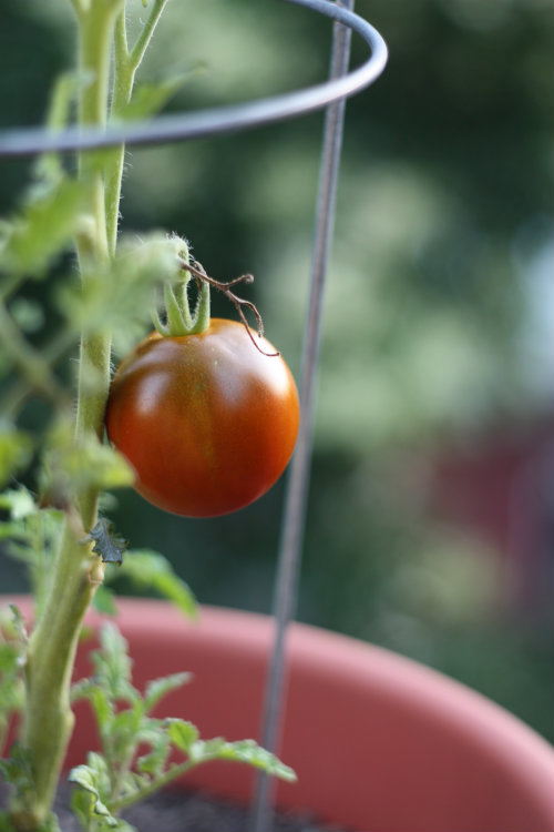 Garden Update: We've Got Tomatoes & Caprese Salads | 17 Apart