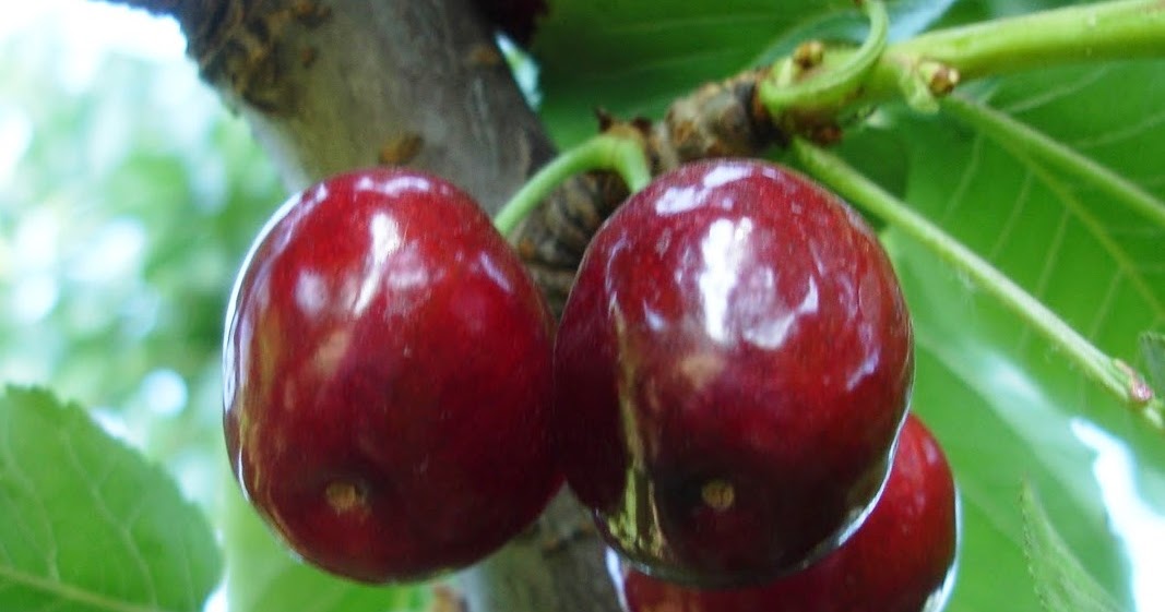 the PRODUCE BLOG Picking Cherries in Chile