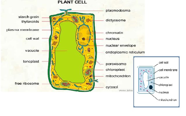 CBSE PHYSICS: Cell A Fundamental Unit of Life Notes for classs 8
