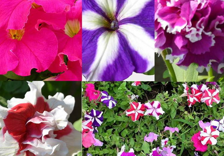 [Image: Ro-mot-tu-trong-hoa-canh-choi-tet-o-Ha-Thanh-1.jpg]