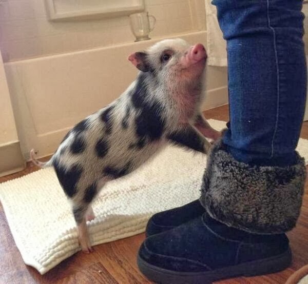 Funny animals of the week - 7 March 2014 (40 pics), mini pig picture