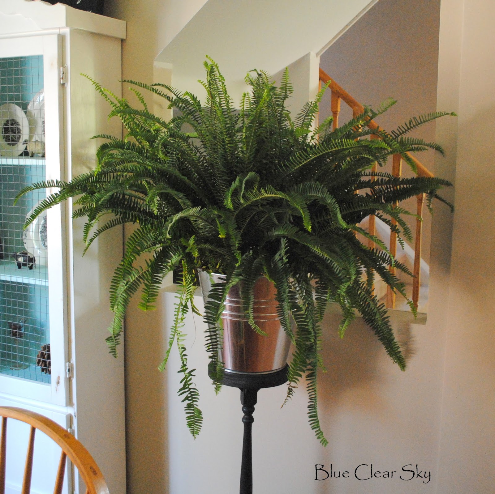 Rustic Maple Painted Plant Stand and A Kimberley Queen Fern
