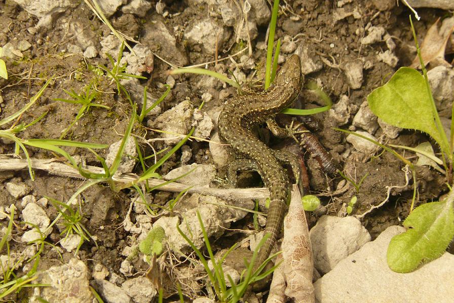 Wildlife on Wheels The Irish Common Lizard, Zootoca vivapara