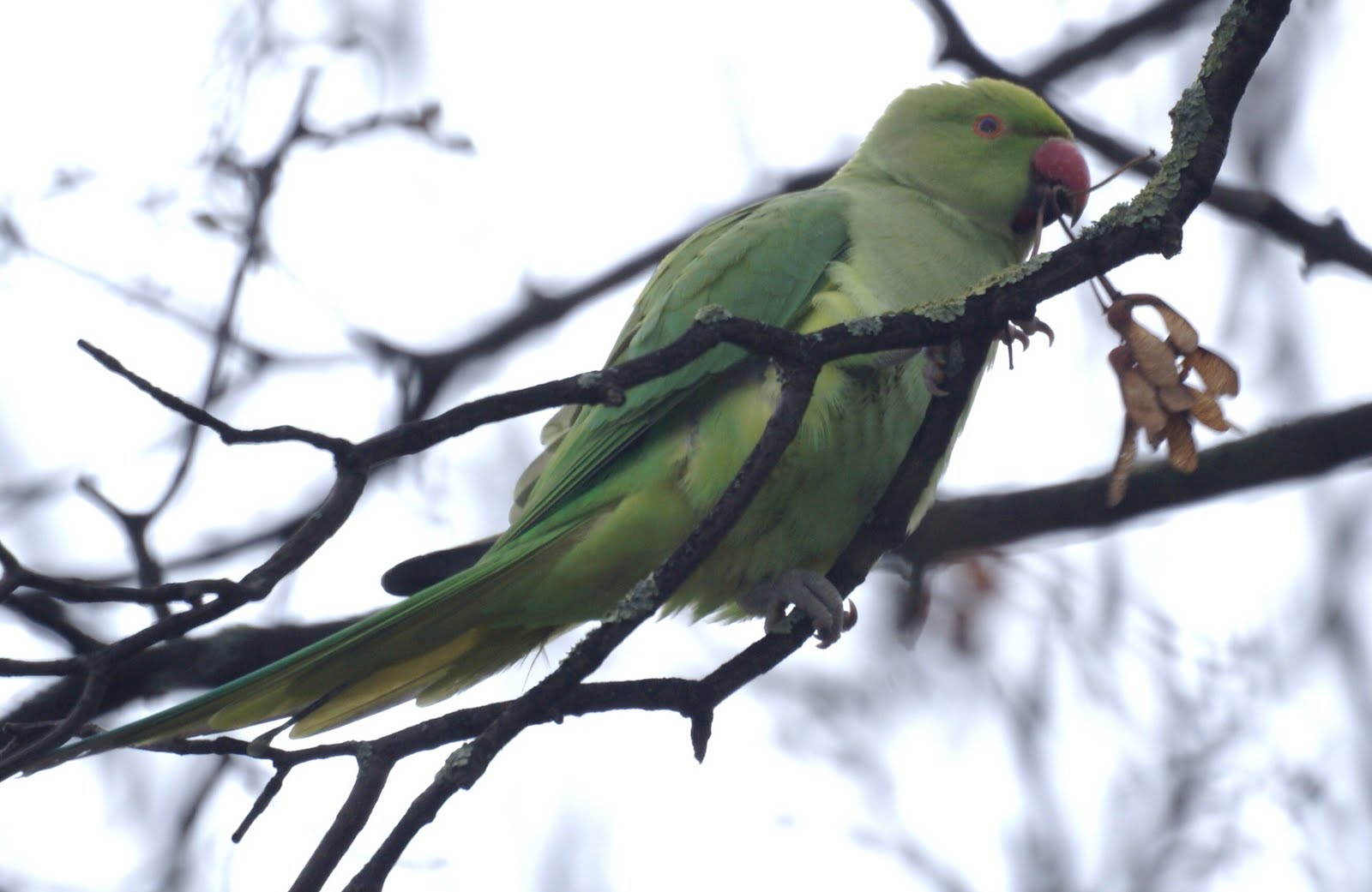 We Bird North Wales Parrot palate