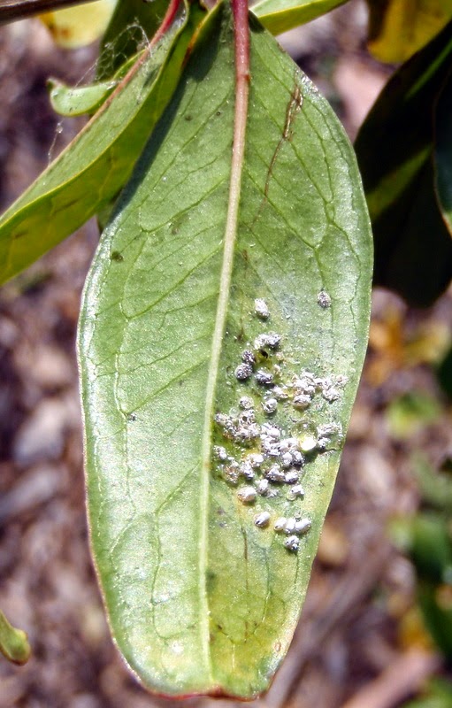 Xtremehorticulture of the Desert How to Control Whiteflies on Tomato