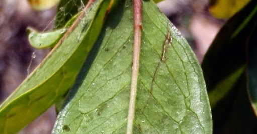 what kills whiteflies on tomato plants