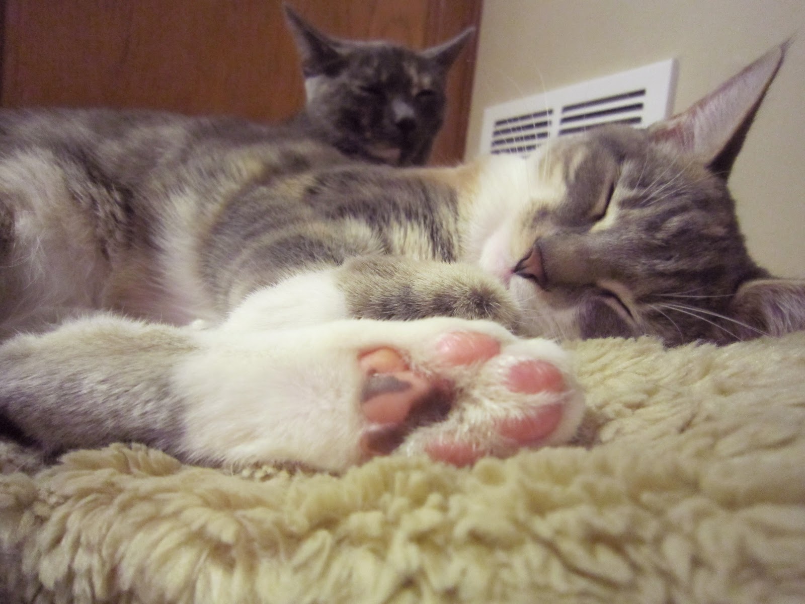 Why Do Dogs Smell Like Popcorn When They Sleep