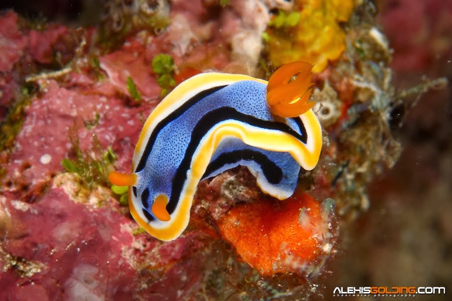 Nudibranquio