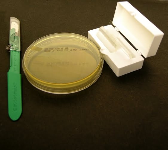 Fun With Microbiology (What's Buggin' You?) Slide Culture Technique