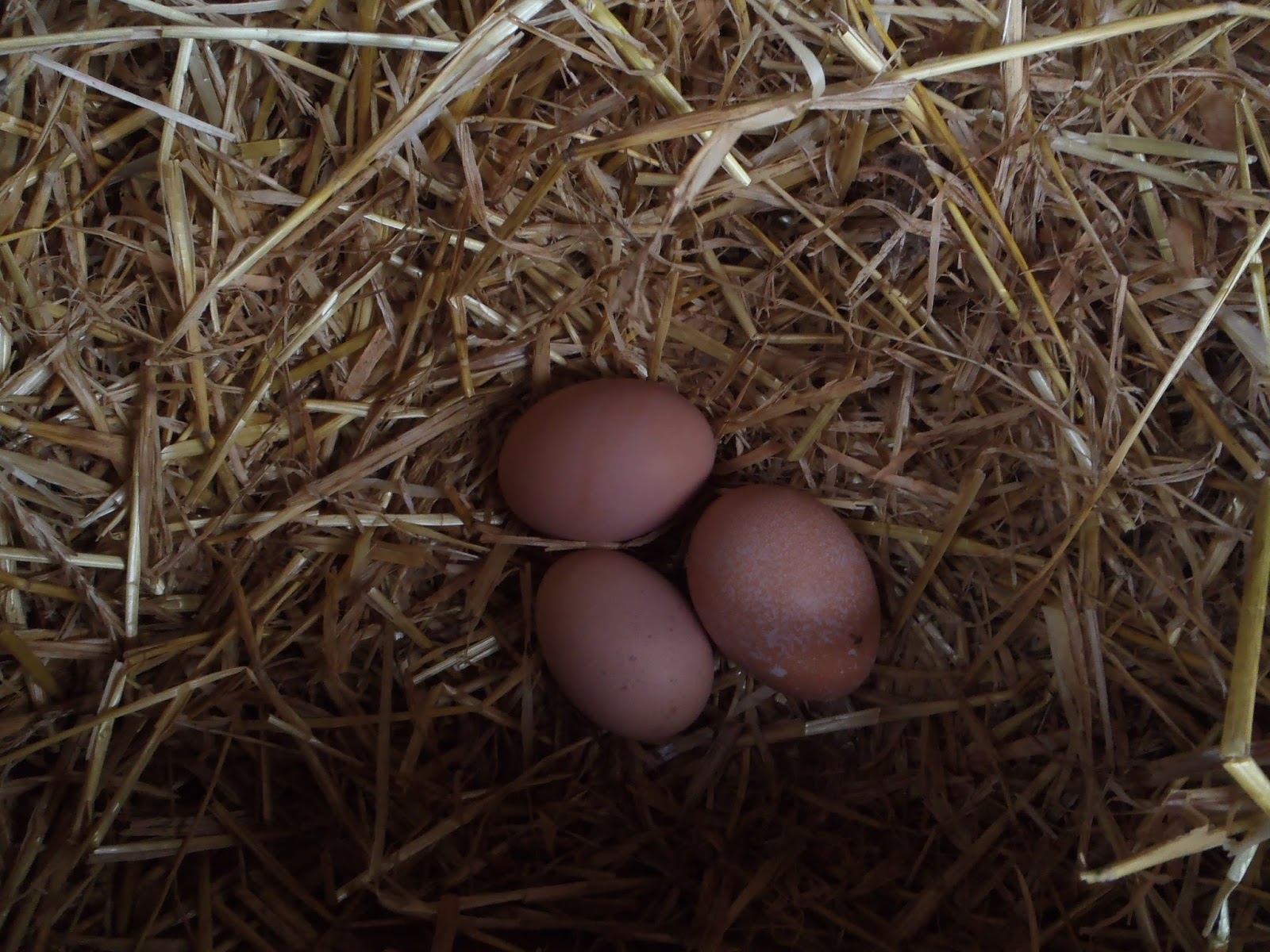 Jocees Farm Chickens in the Orchard