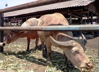 Pandan Wangi Kyai Slamet Hewan Tersakti Didunia
