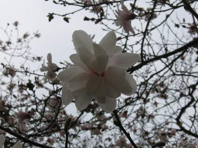 magnolia