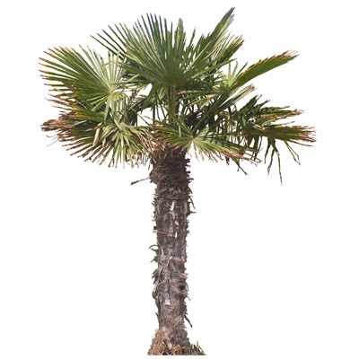 AF IMAGEDATA: Good textures of trees