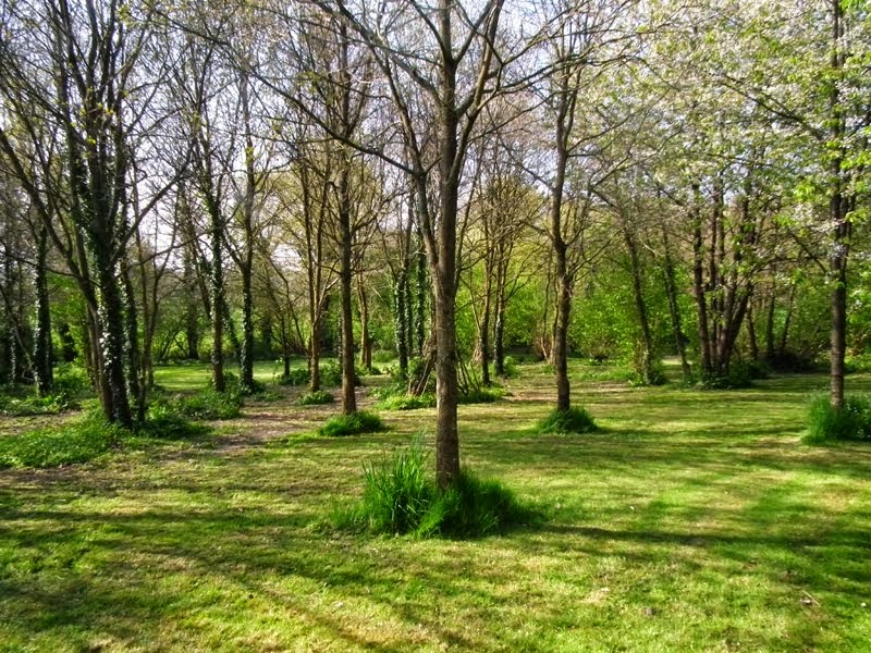 Woodland in Spring
