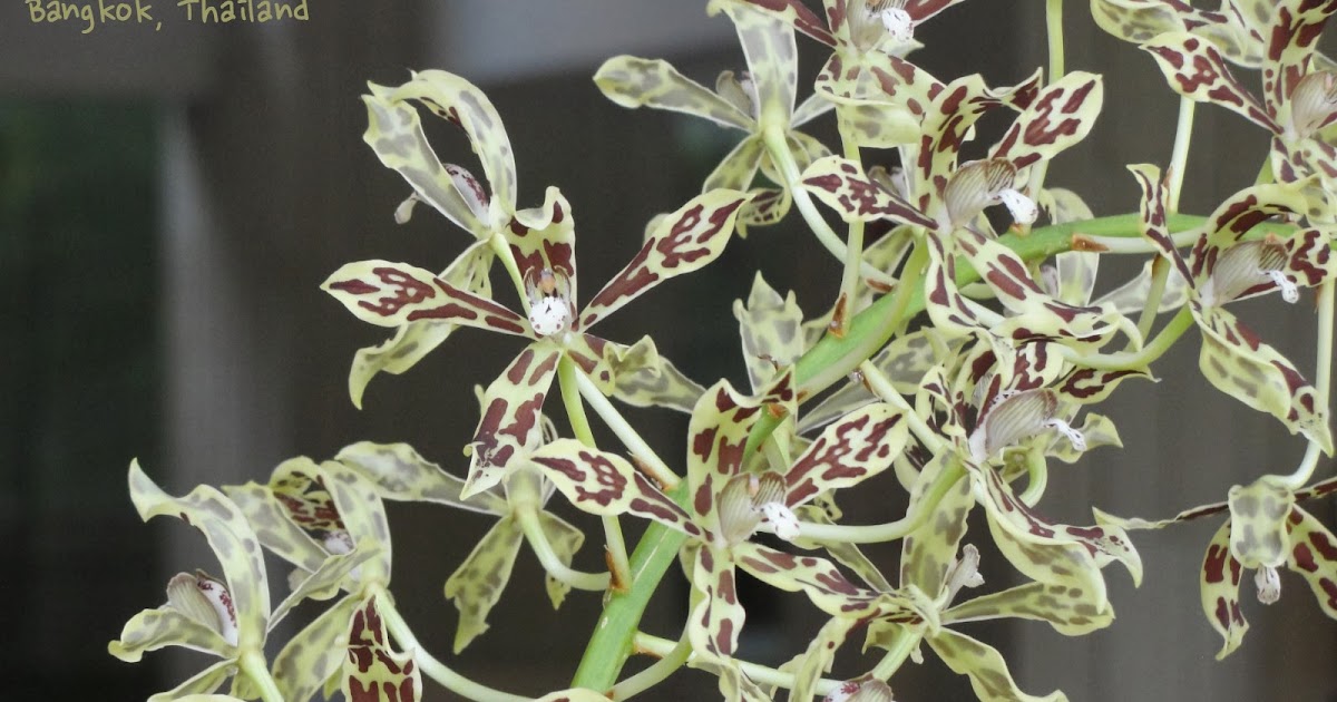 Oncidium Orchids Tips How to Grow & Care Thursday Two Questions 162