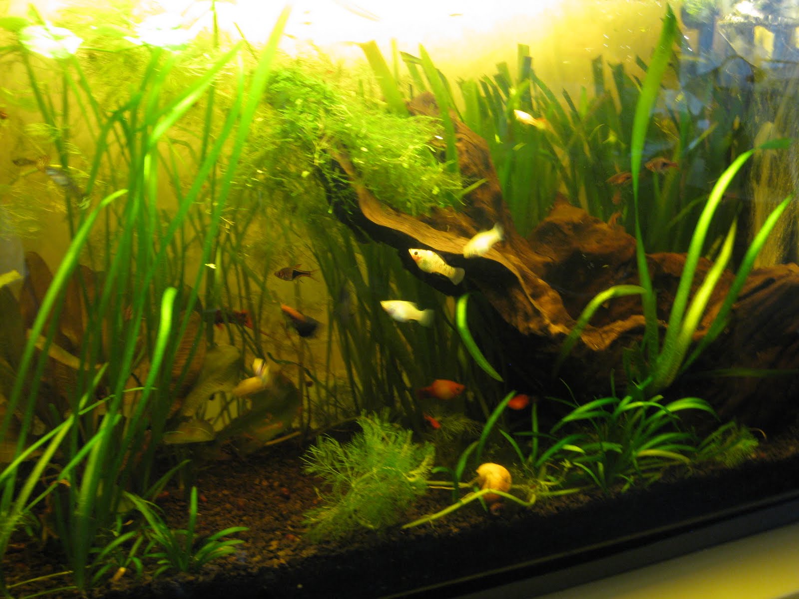 Akvariumai: 140ltr. Akvariumas.