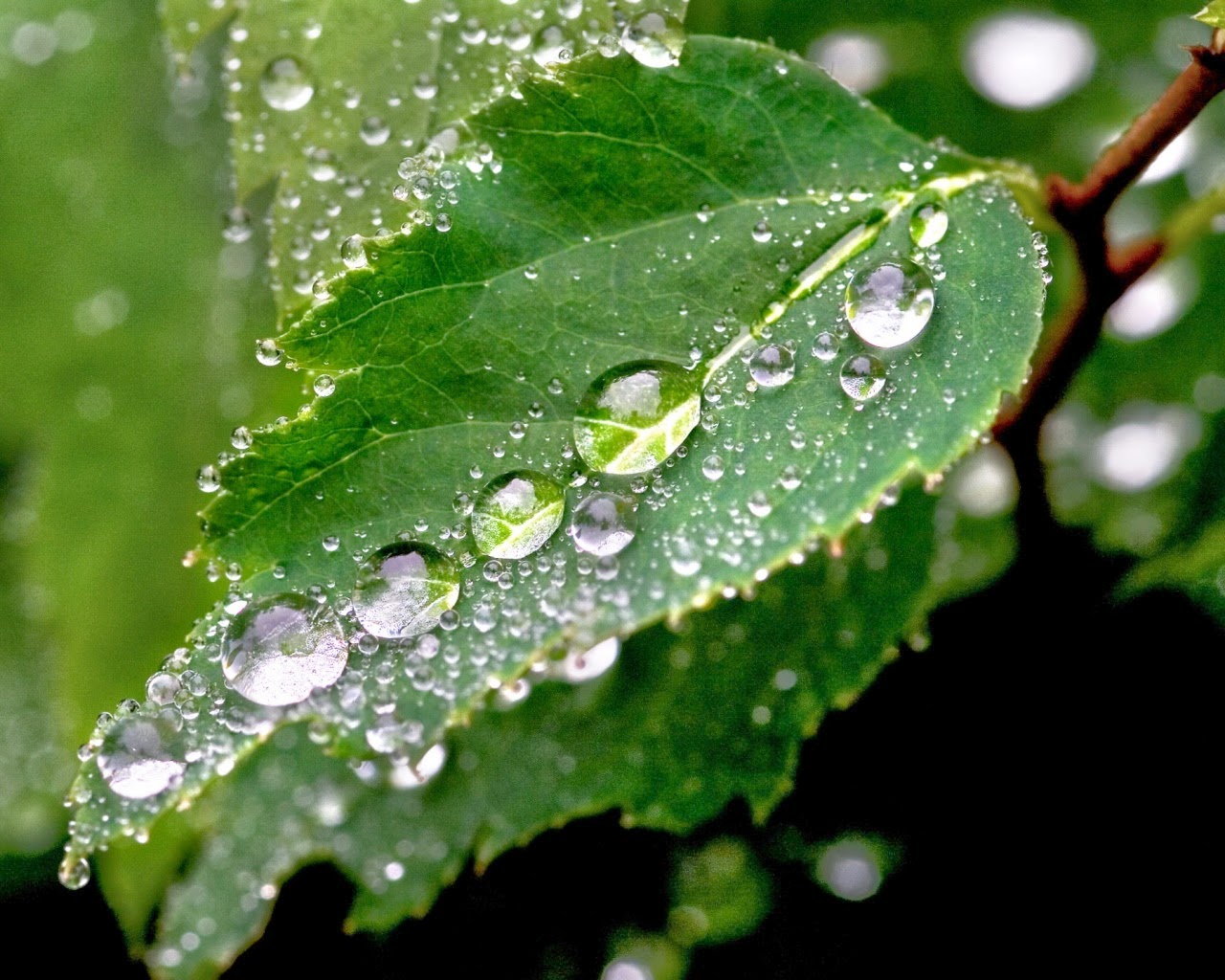 Green Rain, Rain Nature Wallpaper (16) | Picture Gallery
