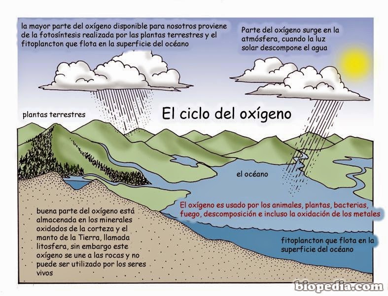 CICLOS BIOGEOQUIMICOS CICLO DEL OXÍGENO