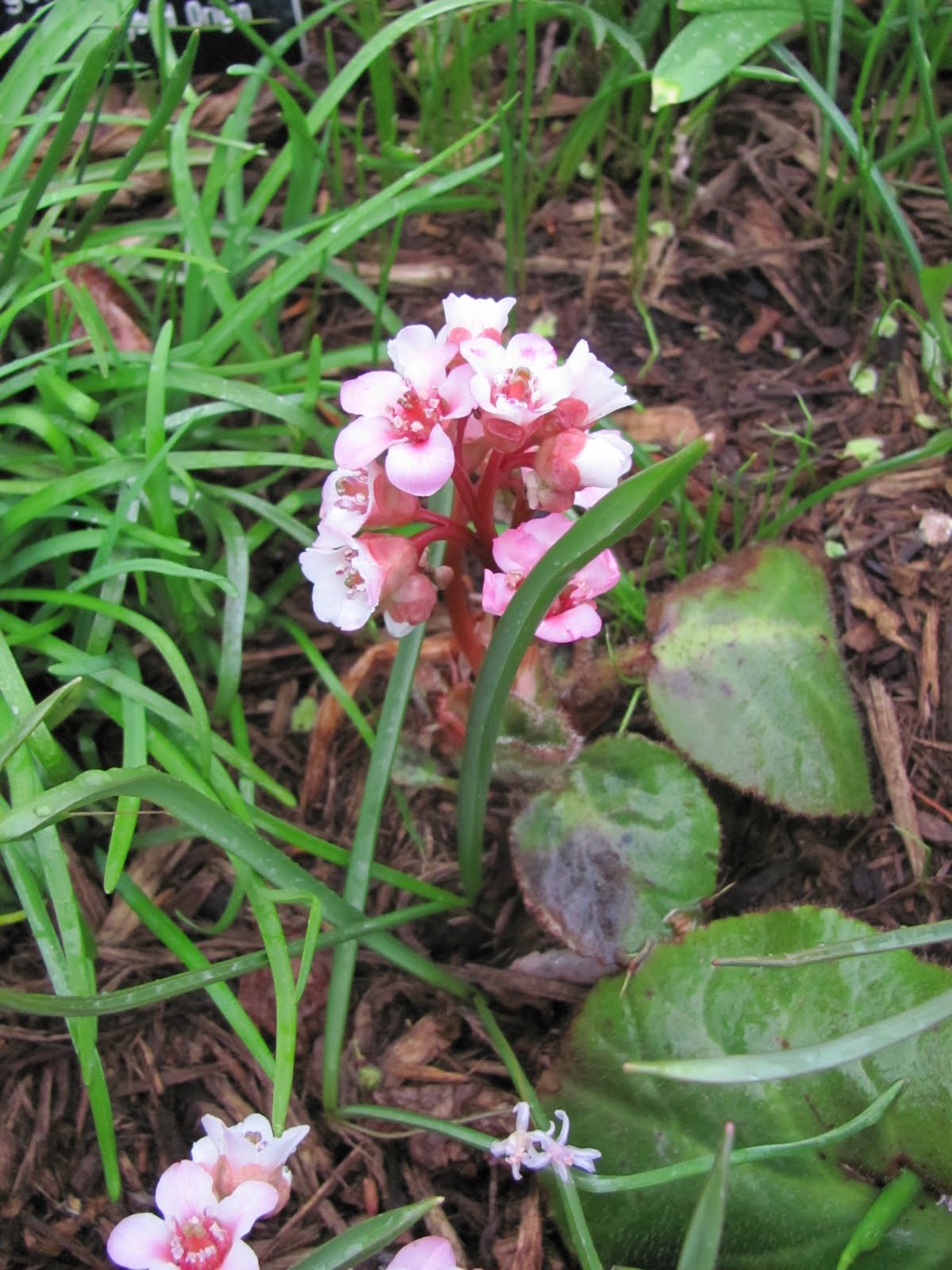 Bergenia Ciliata