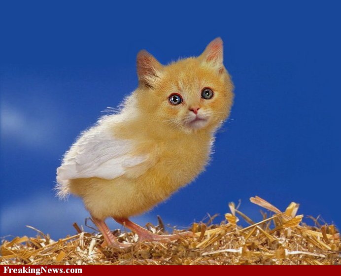 Chickens And Cats