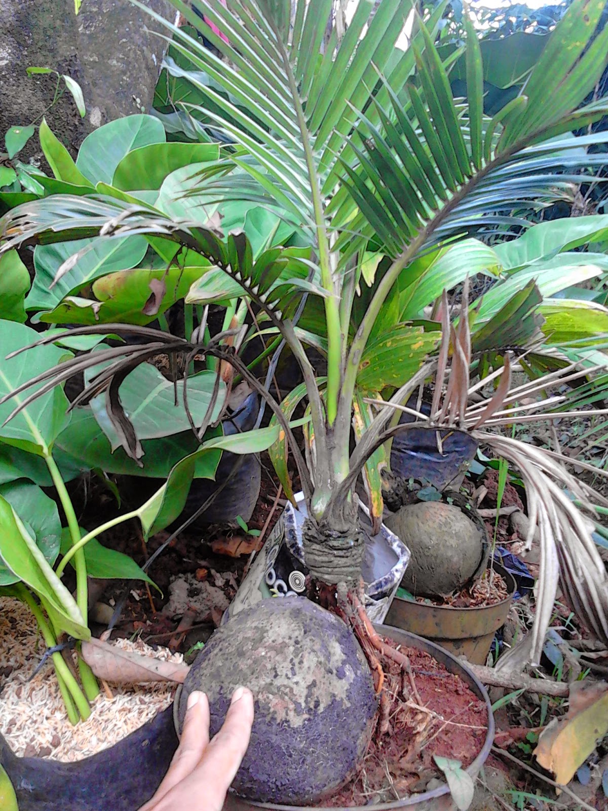 Jual bonsai kelapa | miniatur pohon kelapa | suplier tanaman | tanaman hias | jasa desain taman