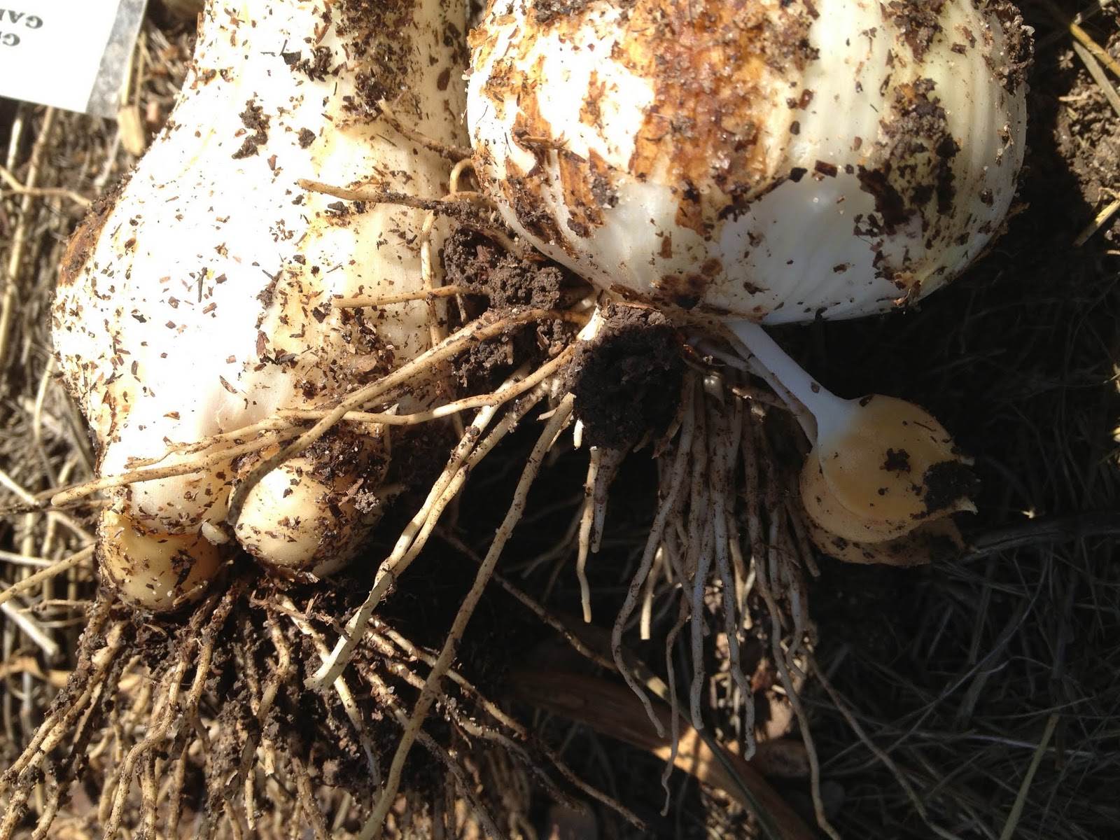 The Pitty Pat Pages Garlic Corms