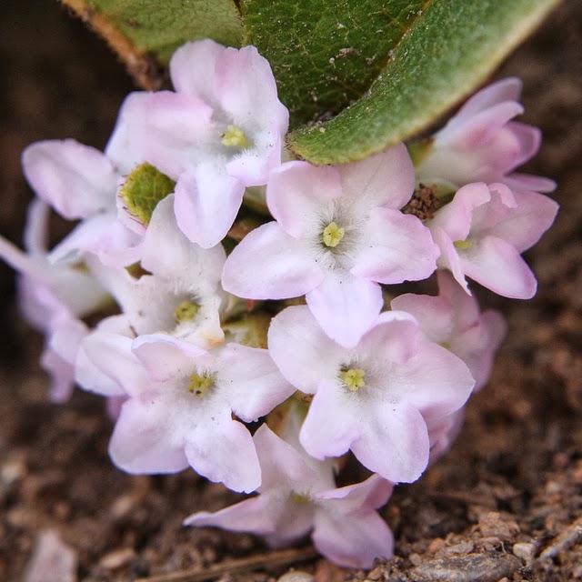 Flower Homes Flowers of Canada's Provinces and Territories