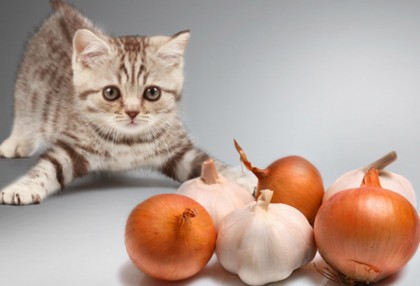 Is Garlic Powder In Cat Food Toxic To Cats Is Garlic Powder In Cat Food Toxic To Cats