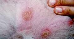 mange demodectic dogs demodex