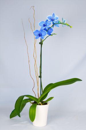 Blue Mystique