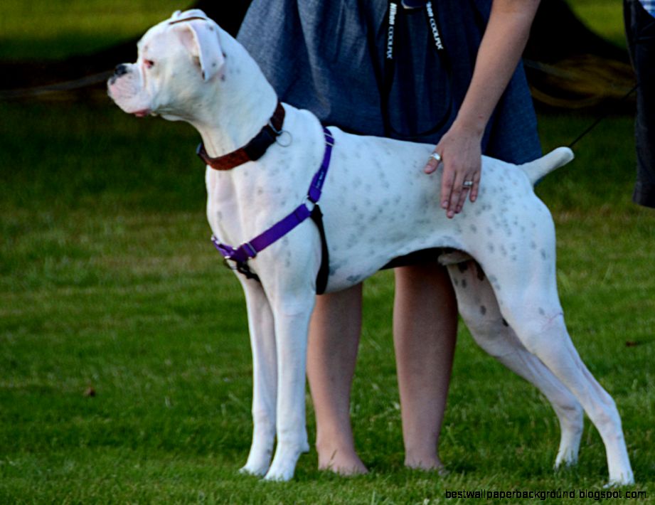 White Boxer Dog Loki Puppy Flickr Photo Sharing White Boxer Dog Loki Puppy Flickr Photo Sharing