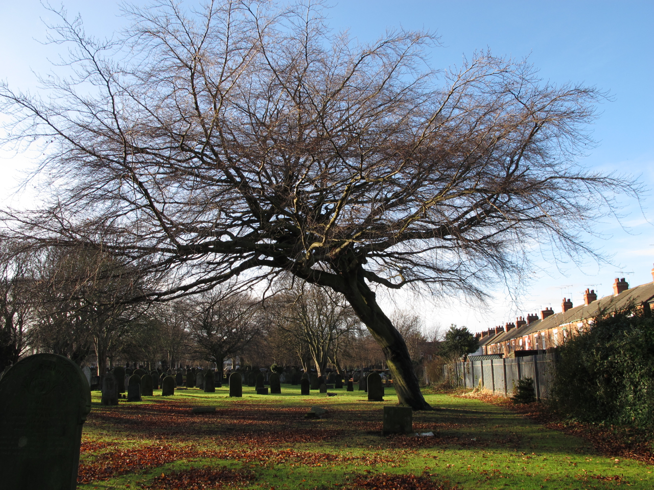 Wild at Hull Old trees in the cemetery