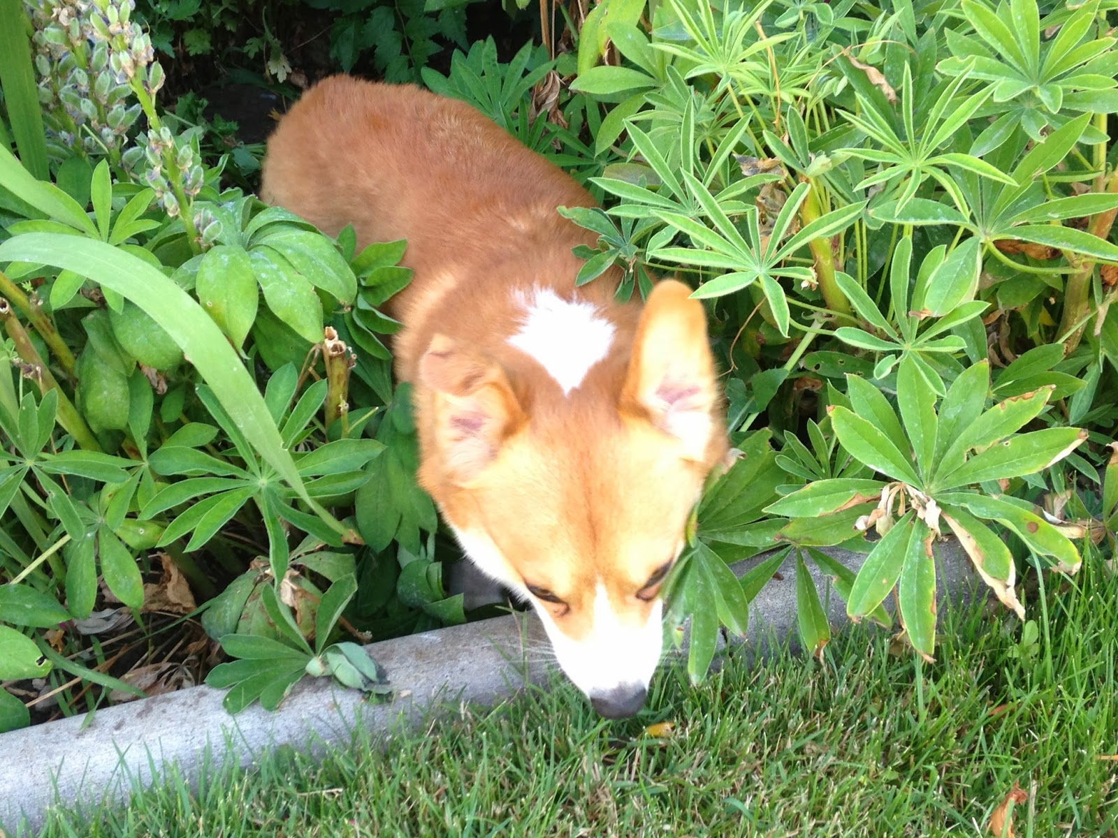 Raw Photos of A Pretty Raw Dog A. Carlson Art