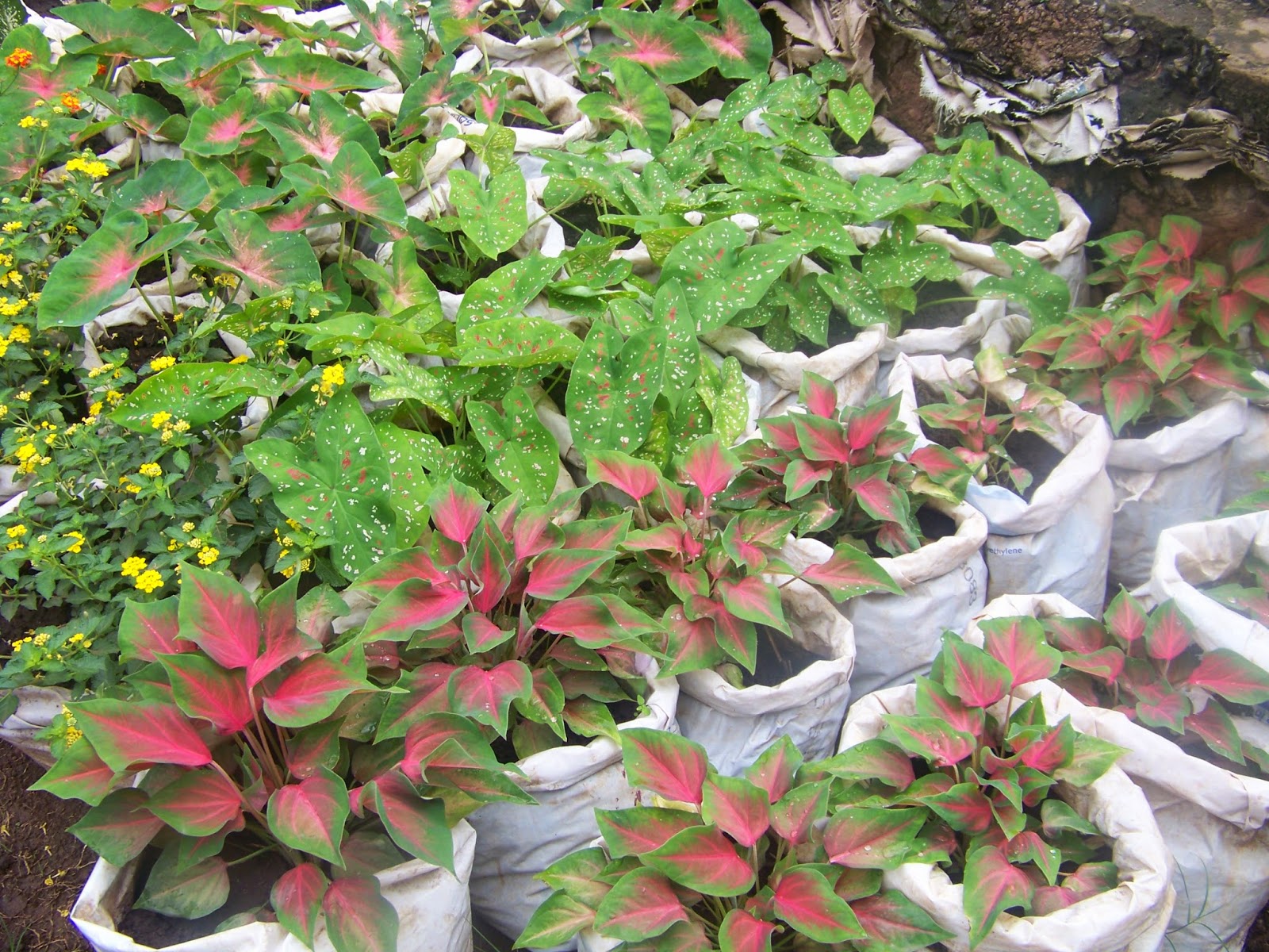 Peace Gardening in Gulu, northern Uganda