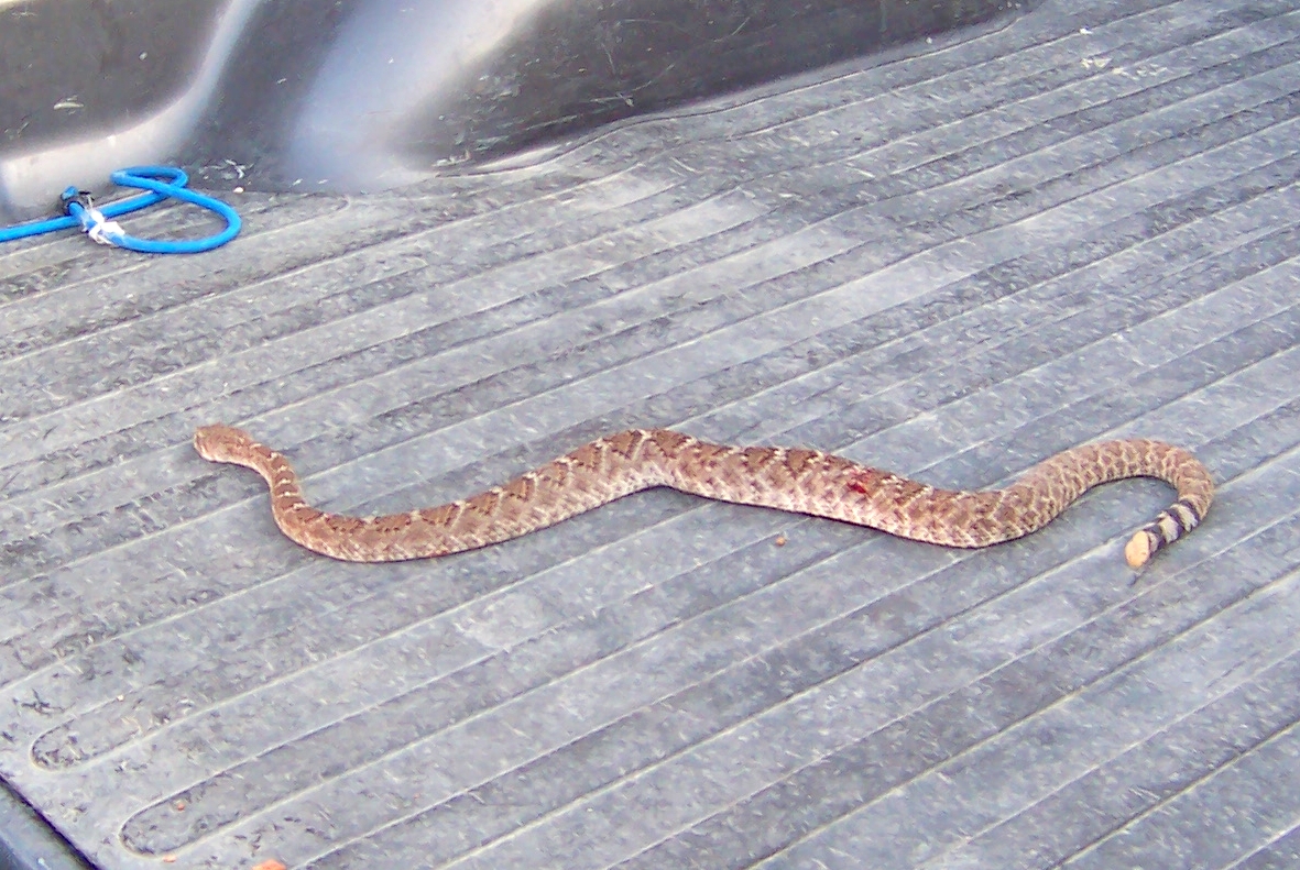 Terlingua or Bust Rattlesnake
