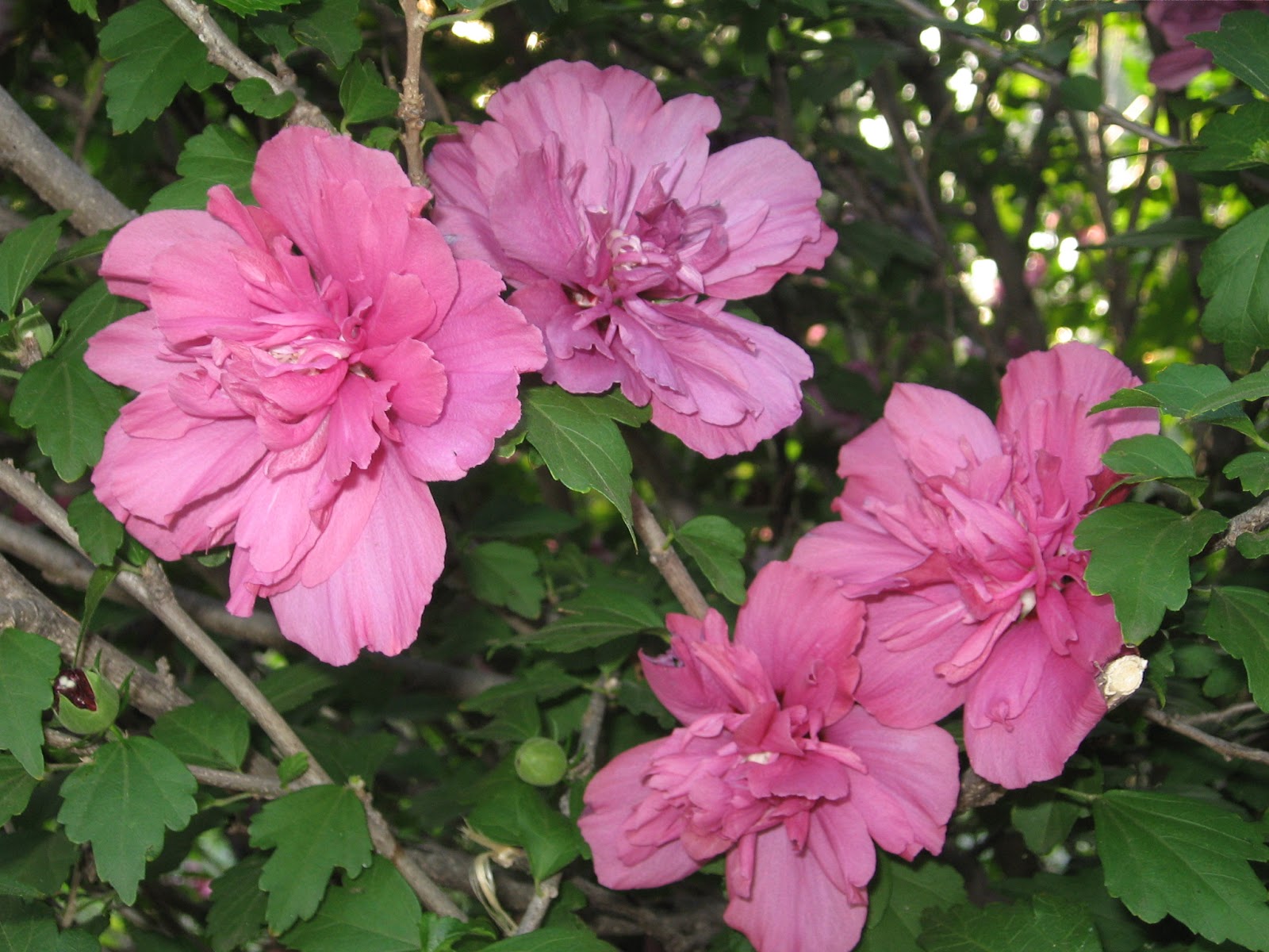 Kansas Gardener Favorite Flowers Rose of Sharon
