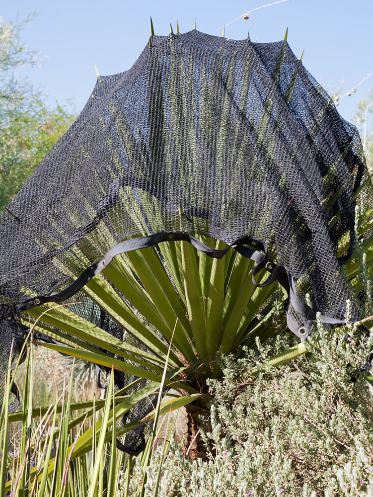 phoenix botanical garden sale phoenix botanical garden sale