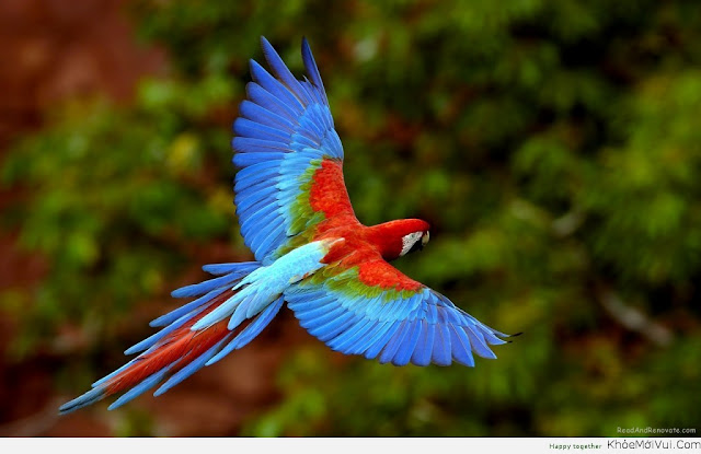 [Image: anh-dep-du-lich-brazil-2.jpg]