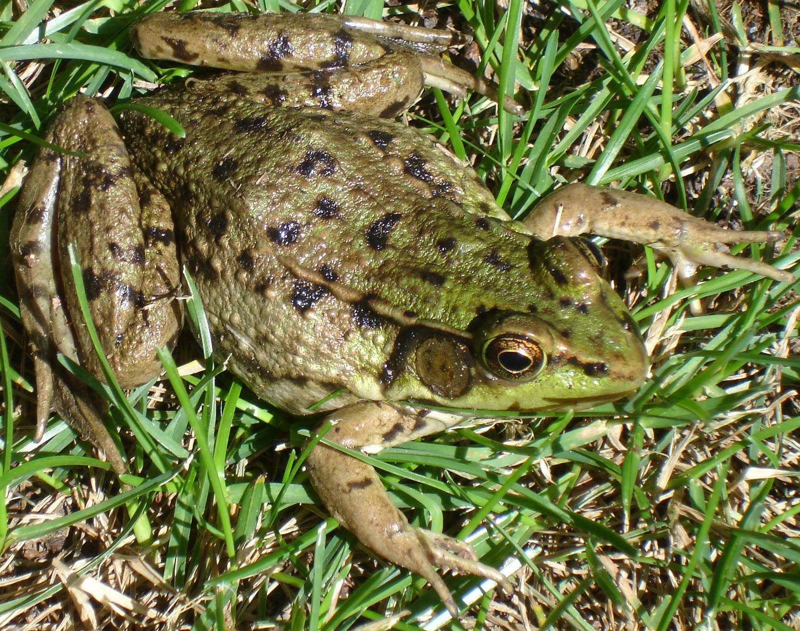 Learning Ideas - Grades K-8: What are Amphibians?