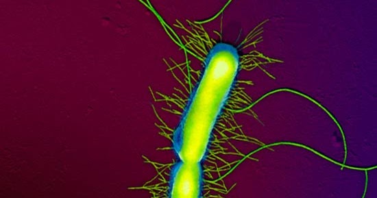 Условно-патогенные бактерии - возбудители хирургической инфекции