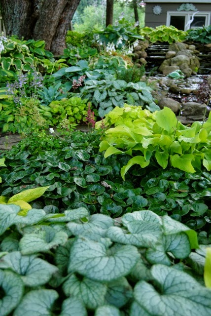 A colorful hosta garden