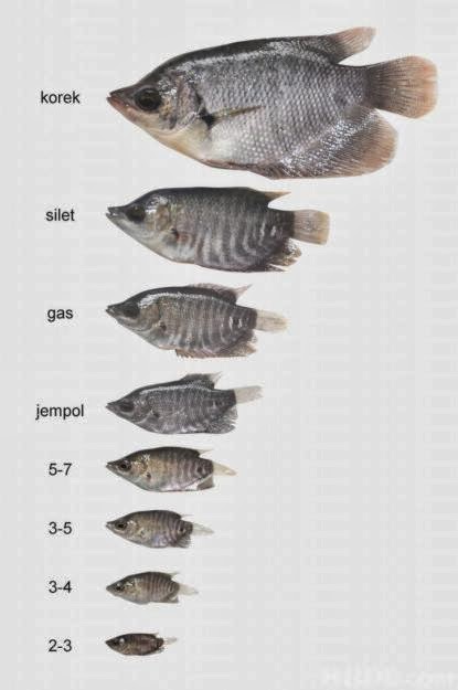 Jual Ikan Gurame Konsumsi Bibit Ikan Gurame Benih Ikan Gurame