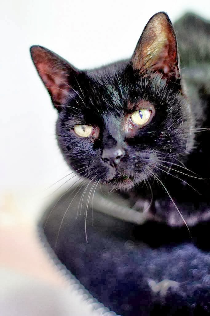 Cats Protection Dereham Norfolk Cats Protection Dereham Norfolk